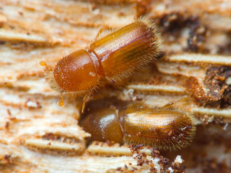 Dryocoetes villosus (Fabricius, 1792)